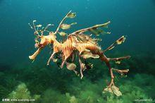 海洋生物葉海龍