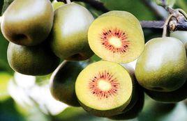 蒼溪獼猴桃 蒼溪獼猴桃