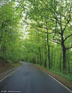 塔拉迪加國家森林 塔拉迪加國家森林