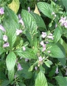 密苞紫雲菜 密苞紫雲菜