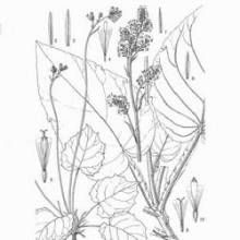 羽裂合耳菊 羽裂合耳菊