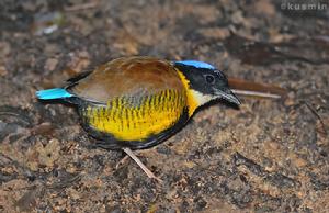 泰國八色鶇 泰國八色鶇