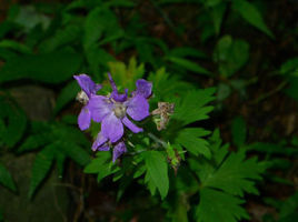 全裂翠雀花 全裂翠雀花