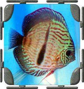 黑格爾野生七彩 黑格爾野生七彩