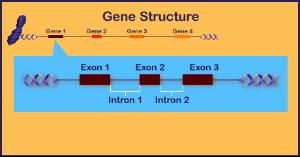 結構基因 結構基因