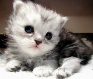 土耳其安哥拉貓