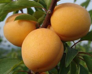 藍田大杏 藍田大杏