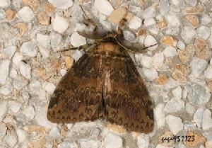 角斑毒蛾 角斑毒蛾