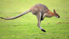 袋鼠[袋鼠目有袋動物的統稱]