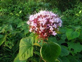 長葉臭茉莉 長葉臭茉莉