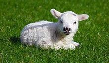 羔羊[九魚創作恐怖靈異小說]