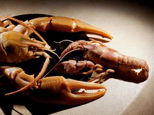 鬍鬚巨型螯蝦新物種