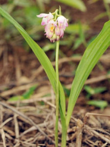 貴州地寶蘭 貴州地寶蘭