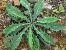 櫛齒黃鵪菜 櫛齒黃鵪菜