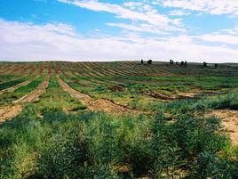 毛烏素沙區 毛烏素沙區