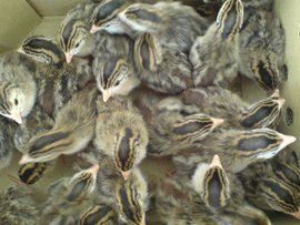 珍珠雞苗 珍珠雞苗