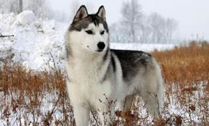 西伯利亞雪橇犬