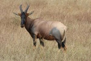 轉角牛羚 轉角牛羚