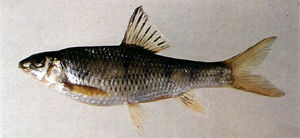 中間銀鮈 中間銀鮈