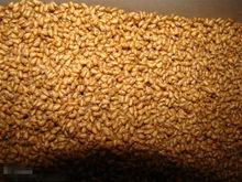 湖南大型土元蟑螂養殖基地幼蟲