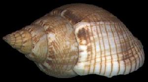 素麵織紋螺 素麵織紋螺