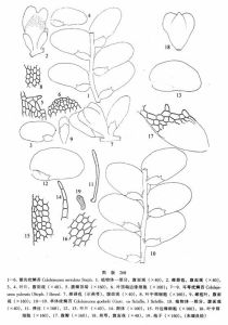 鋸齒疣鱗苔 鋸齒疣鱗苔