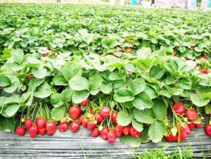 天池百花谷 天池百花谷