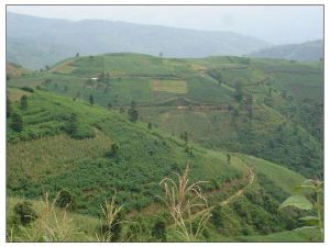 橄欖寨自然村 橄欖寨自然村