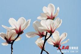 望春[木蘭科木蘭屬植物]