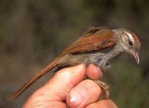 波利維亞針尾雀 波利維亞針尾雀