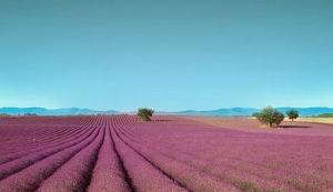 嘉麗澤薰衣草園 嘉麗澤薰衣草園