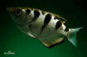 射水魚屬 射水魚屬