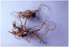 倒罐子根 倒罐子根