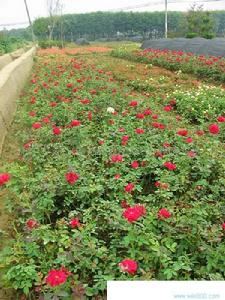 奧淇苗木 奧淇苗木