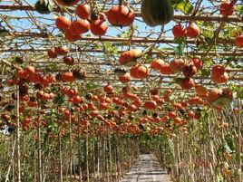 集發觀光園 集發觀光園