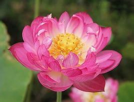 青蓮姑娘 青蓮姑娘