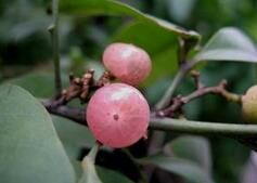 毛山小橘 毛山小橘