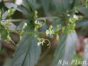 白花石蠶 白花石蠶