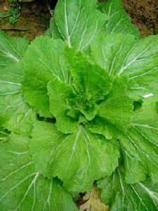 南四位村 南四位村