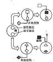 別構效應 別構效應