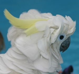 藍眼鳳頭鸚鵡