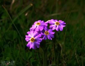 雅東粉報春 雅東粉報春