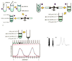 區帶離心 區帶離心