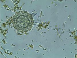 灰綠青黴 灰綠青黴