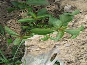 恆春鐵莧菜 恆春鐵莧菜