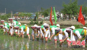 四月栽秧節 四月栽秧節