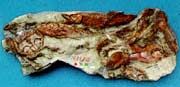 輻鰭魚化石