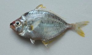 短吻魚屬 短吻魚屬