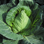 韓國心生 韓國心生