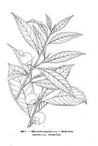 狹葉瘤果茶 狹葉瘤果茶